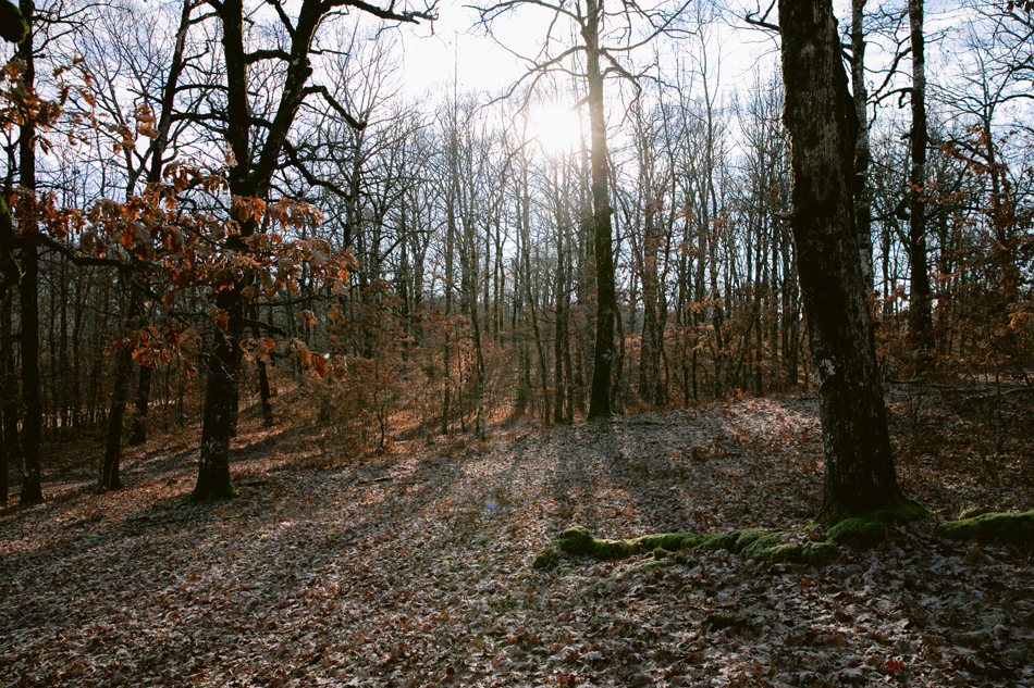 Foloi Oak Forest